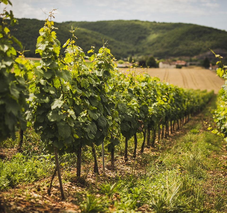 Domaine Matèle - Chêne truffier