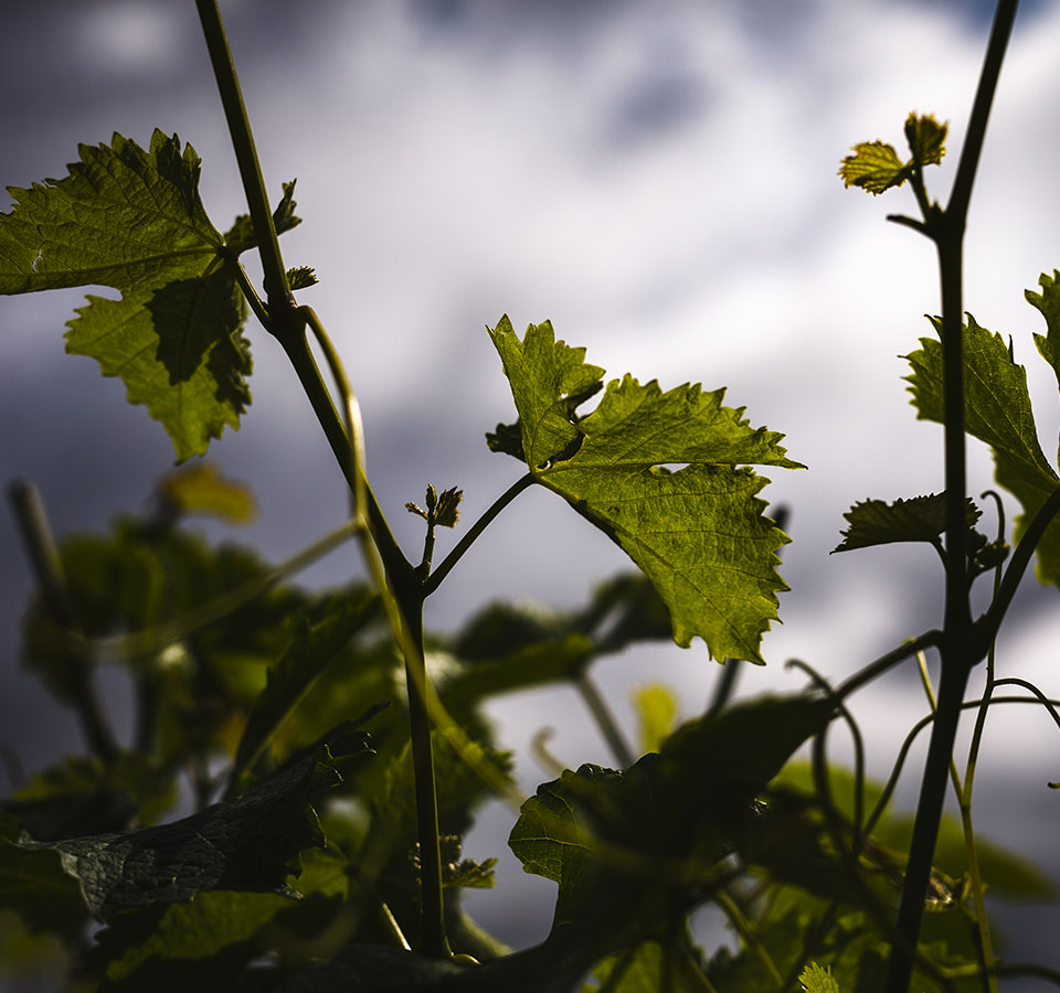 Domaine Matèle - L’orchidée