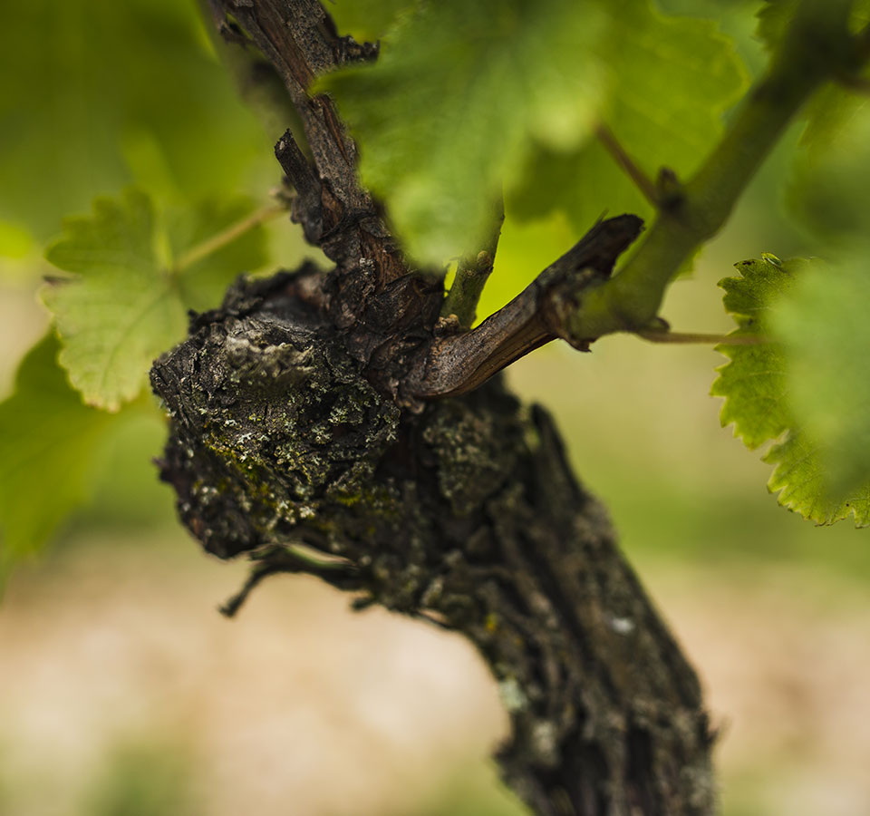 Domaine Mériguet - Les Jumeaux