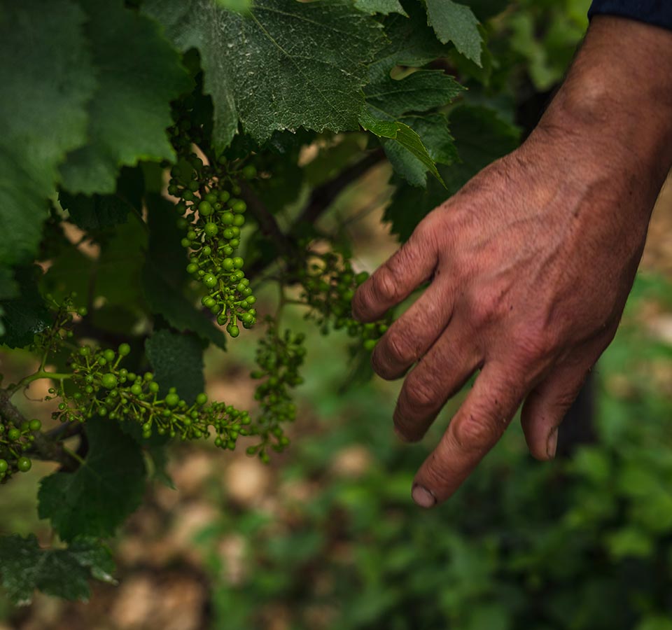 Domaine Matèle - Bécasseau