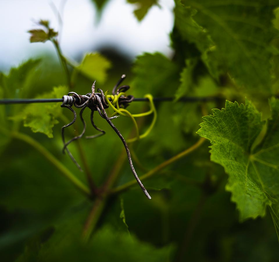 vignes de malbec au printemps