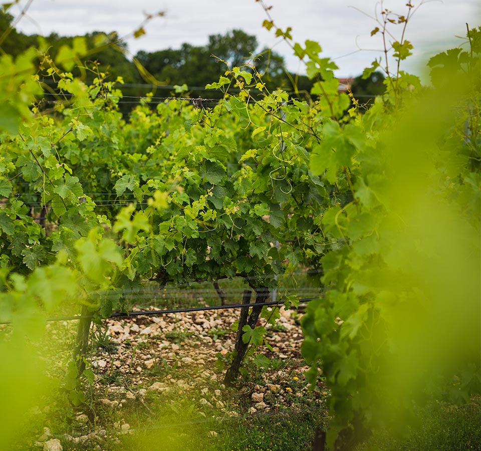 vigne de malbec cahors